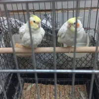 عروس هلندی سالم