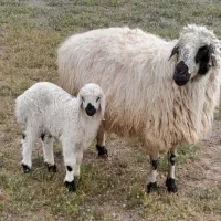 گوسفند زنده، سبک و سنگین