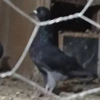 زاغ دورنگ