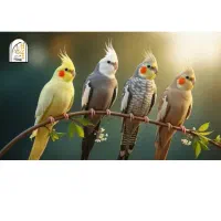 عروس هلندی پیدا شده