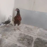 مرغ وکفتر
