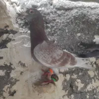 دوعدد کفتر بوم