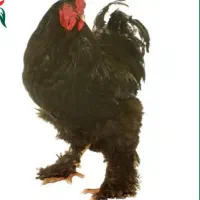 خروس برهما