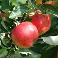 باغ میوه ۱۷۰۲متر سندتک برگ بروجرد