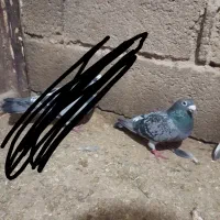 کفتر|پرنده|خواف, |دیوار