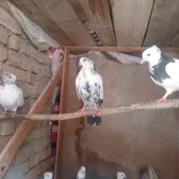 تعدادی کبوتر به فروش میرسد با قیمت مناسب