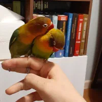 طوطی برزیلی نر و ماده