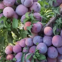 فصل پیوندشروع شد وپیوند مرکبات درخت بری کندن