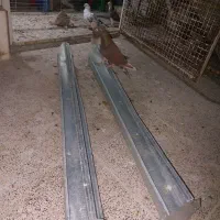 کبوتر یا کفتر