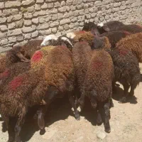 ۲۲ راس بره ماده