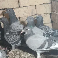 جوجه کبوتر پلاکی