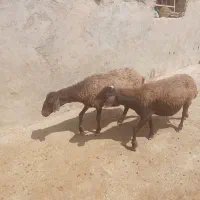 گوسفندداشتی