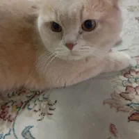 جفتگیری گربه