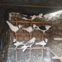 کبوتر جوجه طوقی ودم سفید