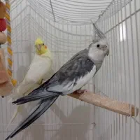 یه جفت عروس هلندی همراه قفس بزرگ