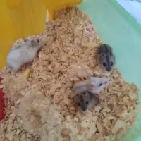 فروش همستر کمپل توله و بالغ