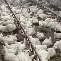سرکارگر باسابقه در مرغداری