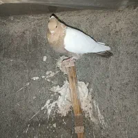 کبوتر یا کفتر رنگه