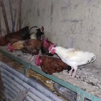 خروس|حیوانات مزرعه|زرنه, |دیوار