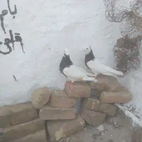 کبوتر طوقی. مشکی وهفترنگ