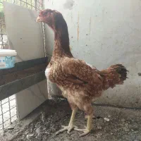 مرغ لاری قهوه ای اصیل