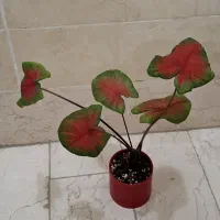 گل سینگونیوم کمیاب و خاص