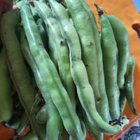 باقالی