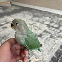 طوطی برزیلی(کوتوله)