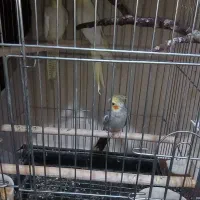 پرنده