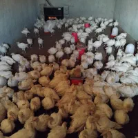 بوقلمون بیوتی ۴۰ روزه