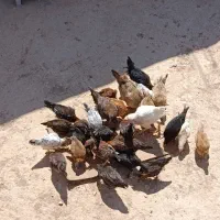 وار|حیوانات مزرعه|کوهدشت, |دیوار
