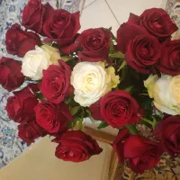 گل رز هلندی