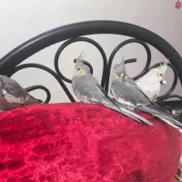 جوجه