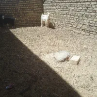 فروش|حیوانات مزرعه|سده (خراسان جنوبی), |دیوار