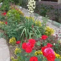 باغبانی و درخت کاری و ارس کردن کاش انواع گل گیاه