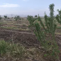 زمین باقی کوچه باغ هم نقدی هم معاوضه با ماشین