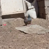 کبوتر دوخت
