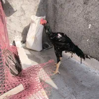 اوشامو،لاری حجازی