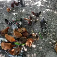مرغ تخمگذار