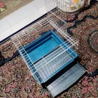 قفس پاپی وگربه، خرگوش