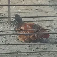 خروس و اردک