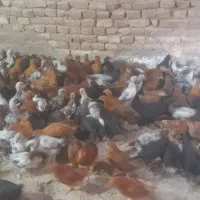 جوجه بزرگ محلی