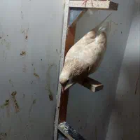 کفتر|پرنده|مشهد, کوی دروی|دیوار