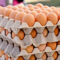 تخم مرغ گلپایگانی محلی
