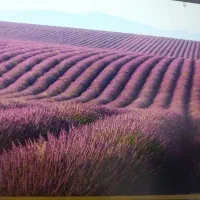 مشاور تحصیلی مدرس گرافیک کامپیوتر کمک حسابدار