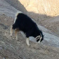 بز محلی آبستن