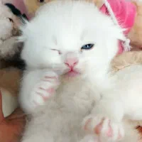 واگذاری بچه گربه