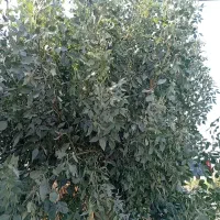 نگهبان شبگرد داخل باغ