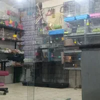 پرنده و دانه فروشی