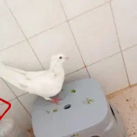 واگذاری کفتر